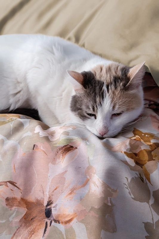Євро комплект - Issimo Home Swan Сатин Преміум головне фото